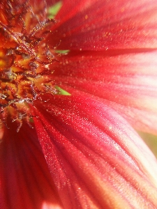 Foto Natura rosso fiore petalo