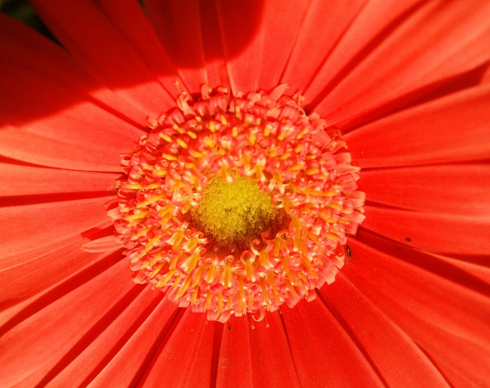 Floral nature background flower