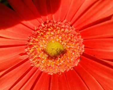 Floral nature background flower Photo