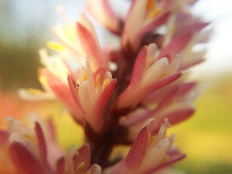 Floral natureza fundo flor