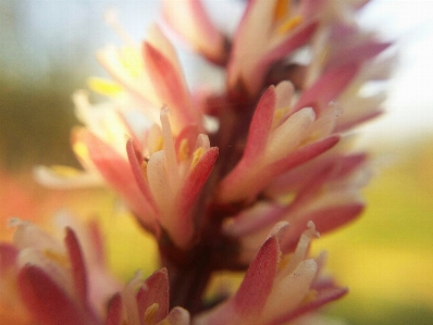 Floral nature background flower Photo