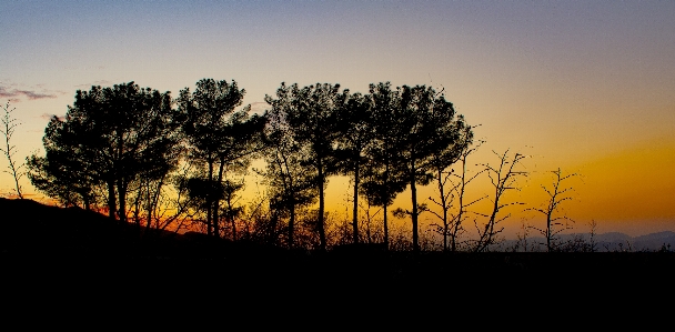 Sunset tree sky woody plant Photo