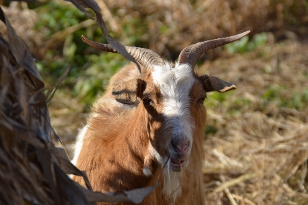 Goat goats horn feral Photo