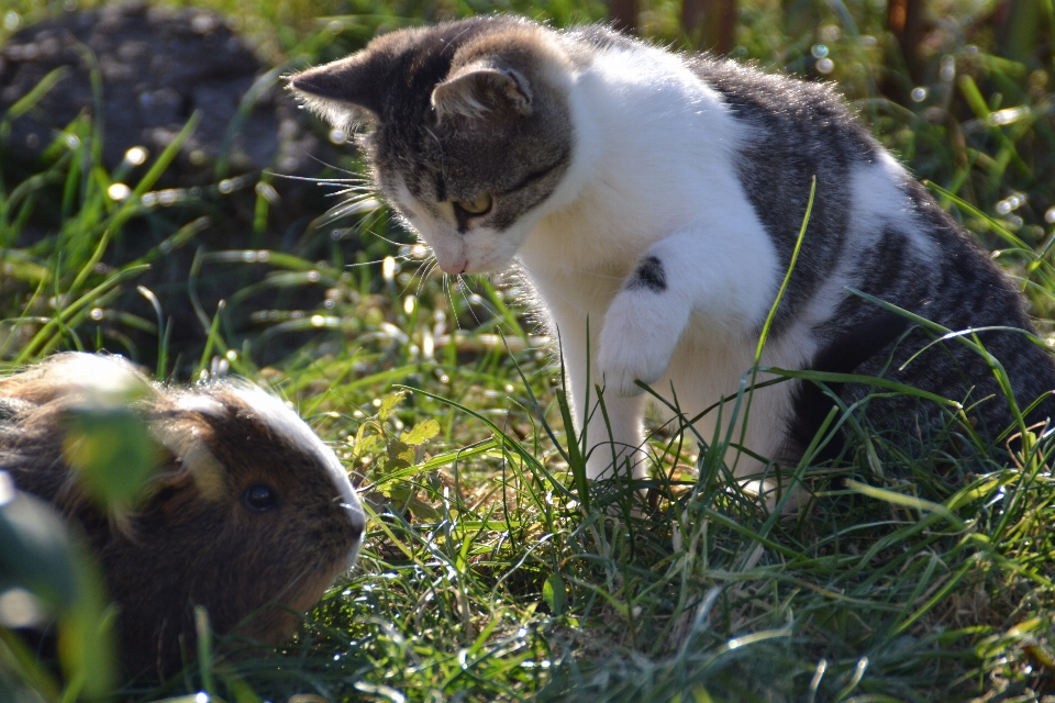 Cat fauna small to medium sized cats grass