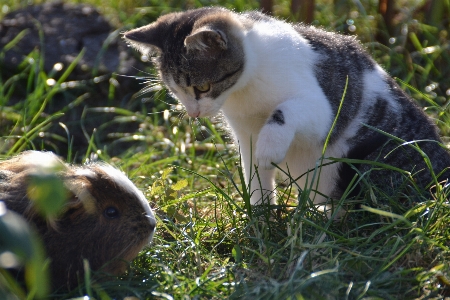 Cat fauna small to medium sized cats grass Photo