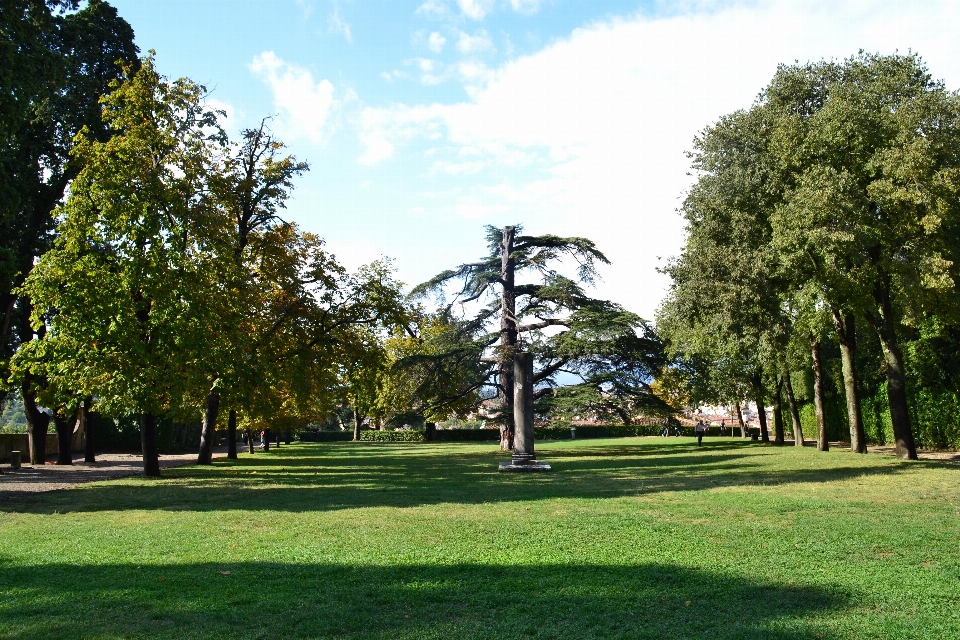 Florenz
 natur baum himmel