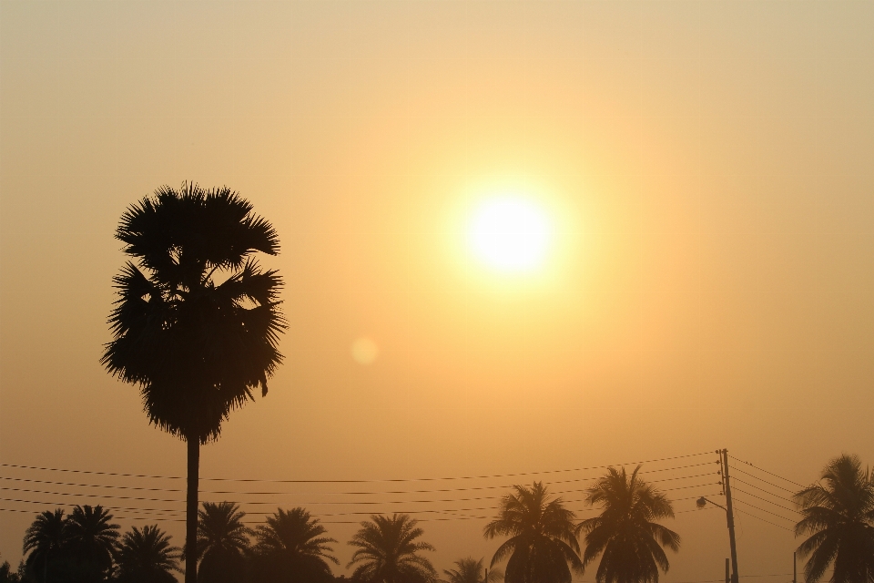 Wunderschöner sonnenuntergang
 himmel palme arecales
