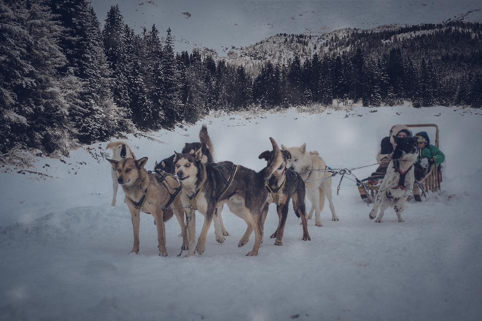 Lobo selvagem montanha neve