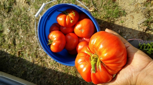 Fresh tomatoes picked garden Photo