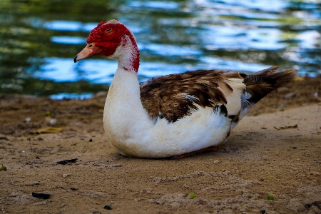 動物 アヒル 鳥 水鳥
 写真