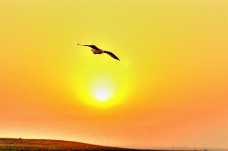 Foto Alam langit matahari terbit burung