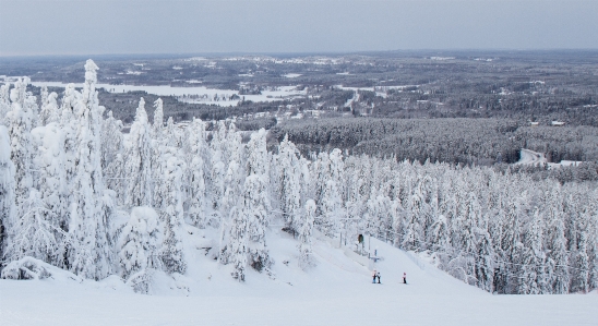 Winter finland tree ski Photo