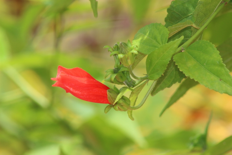 Blume blatt anlage flora