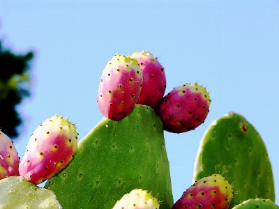 Foto Sicília
 natureza figo bárbaro
 fruta