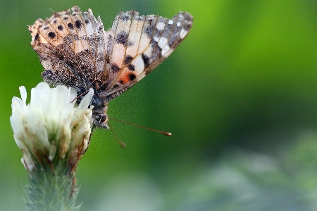 Butterfly insect moths and butterflies lycaenid Photo