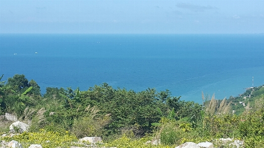 空 海岸 植生 海 写真