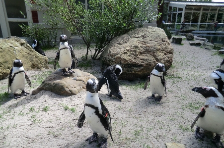 Foto Pinguini zoo anversa
 belgio