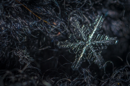 Snow macro snowflake darkness Photo