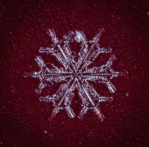 Snow macro snowflake red Photo