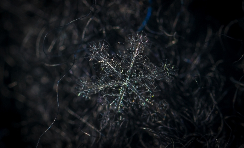 Snow macro snowflake darkness Photo