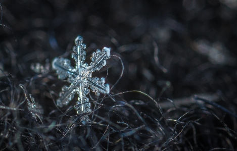 Snow macro snowflake nature Photo