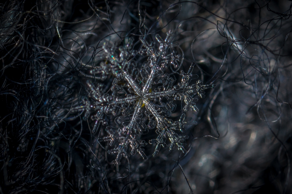 Nevicare macro fiocco di neve buio
