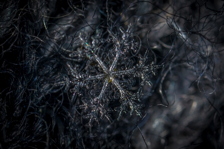 Snow macro snowflake darkness Photo