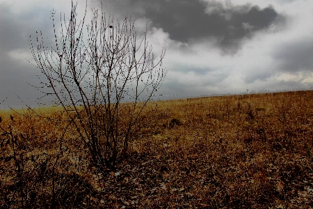 Nature tree sky grey Photo