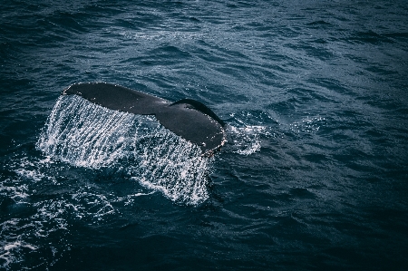 Whale animal nature wildlife Photo