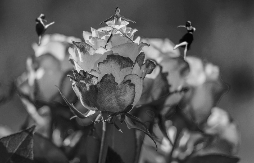 Dancers dancer roses black and white