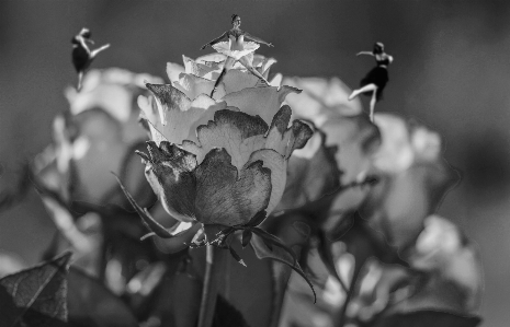 Foto Dançarinos
 dançarino rosas preto e branco
