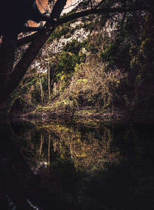 Naturaleza árbol reflexión agua