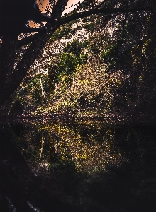 Nature tree reflection water Photo