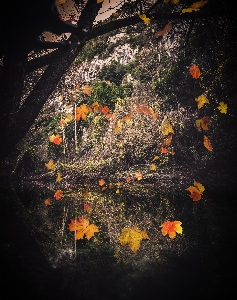 Foto Albero natura giallo foglia