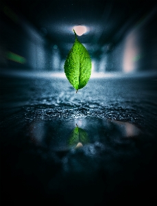 Leaf water green nature Photo