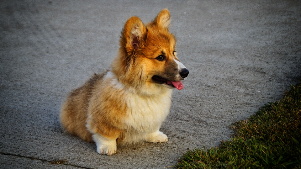 Galce corgi
 köpek yavrusu kabarık