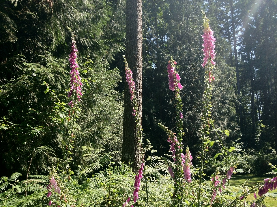 Blumen blühen frühling wald