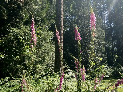 Blumen blühen frühling wald Foto