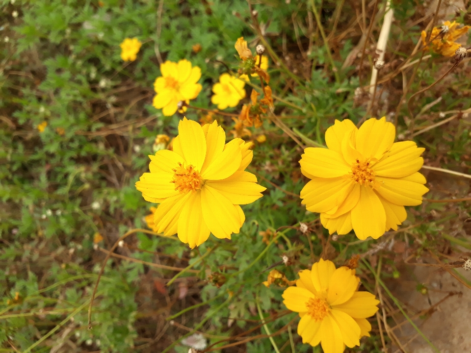 Fiori gialli
 natura pianta fiore