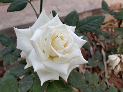 Rose white nature plant Photo