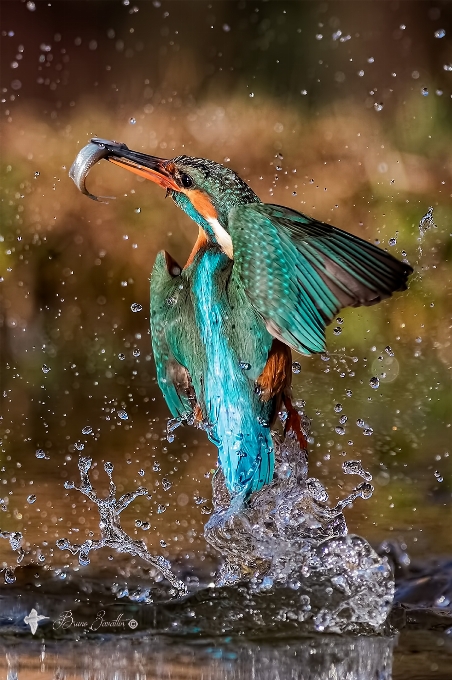 Martín pescador
 pájaro agua pico