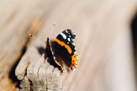 Butterfly nature animal cute Photo