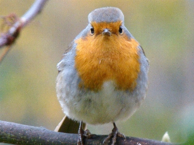 Bird robin european beak Photo