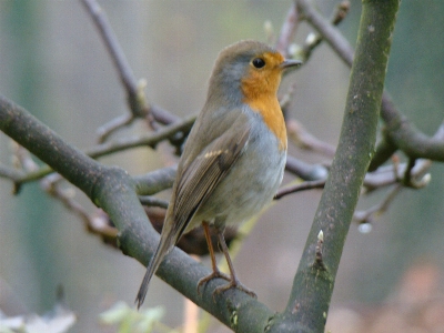 Bird robin european fauna Photo