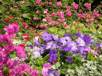 Bougainvillea
 petunie
 rosen anlage Foto