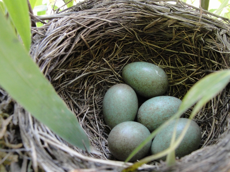 Mirlo
 huevos nido de pájaro
