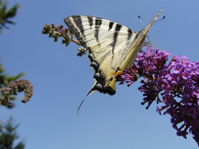 Butterfly moths and butterflies insect fauna Photo