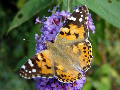 Foto Borboleta mariposas e borboletas
 inseto de pés escova
