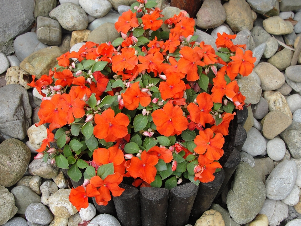 Busy lizzie impatiens plant flower