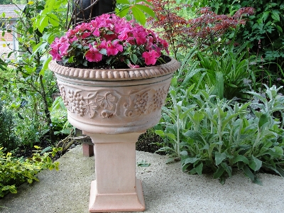 Busy lizzie impatiens plant garden Photo